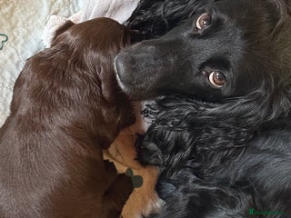 Cocker Spaniel dogs Working Cocker Spaniel - Advert 3