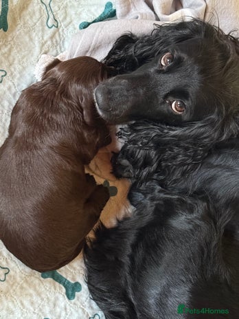 Cocker Spaniel dogs Working Cocker Spaniel - Advert 3