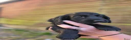 Sprocker dogs for sale: Gorgeous sprocker puppies  - Advert 11
