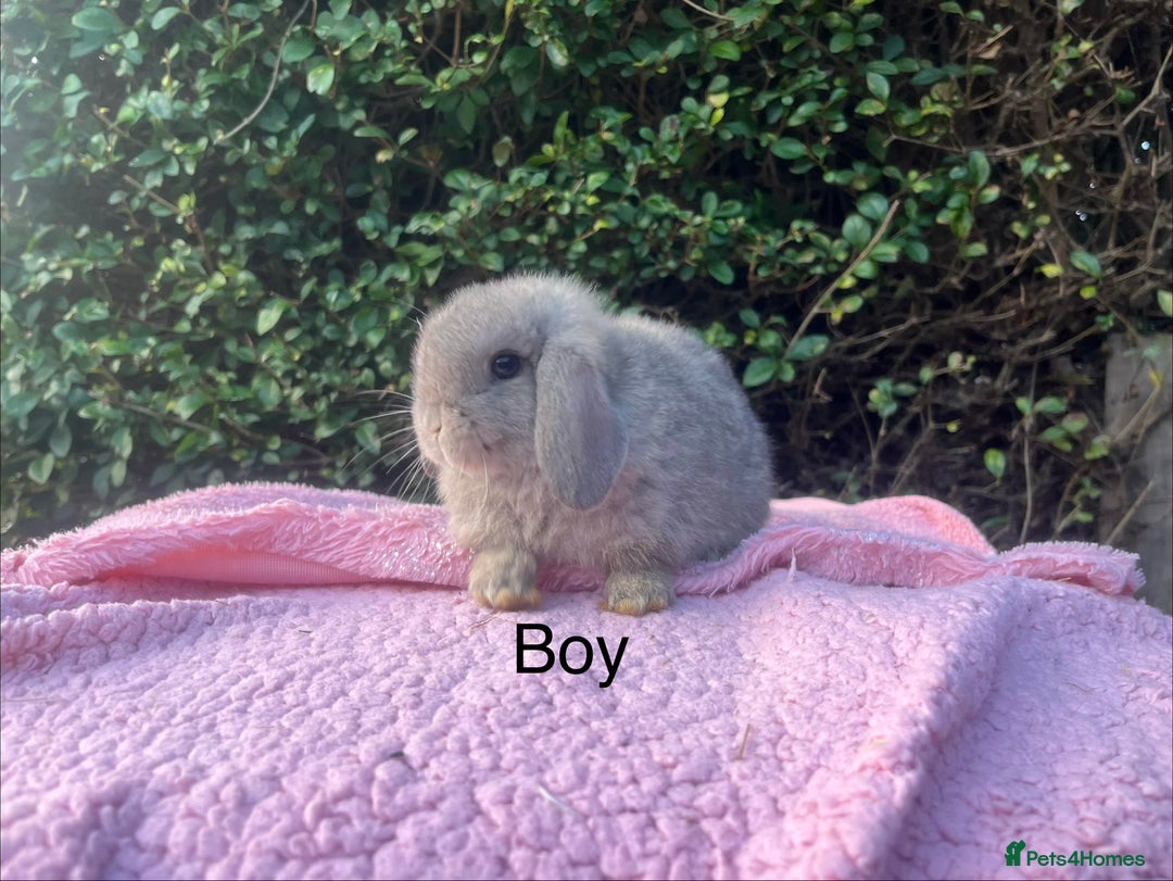 Mini Lop rabbits for sale: Mini Lops and mini double manned lionhead  - Advert 6