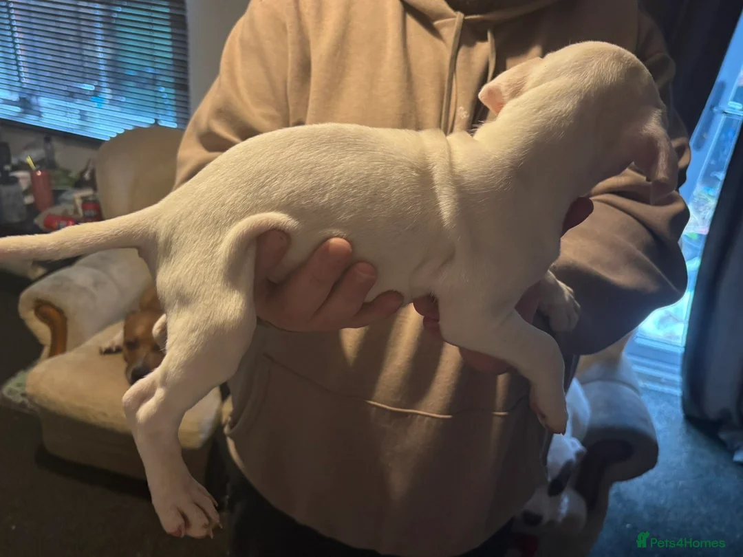 Mixed Breed dogs for sale: Bull cross staffy pups. LAST 2 GIRLS LEFT  - Advert 31