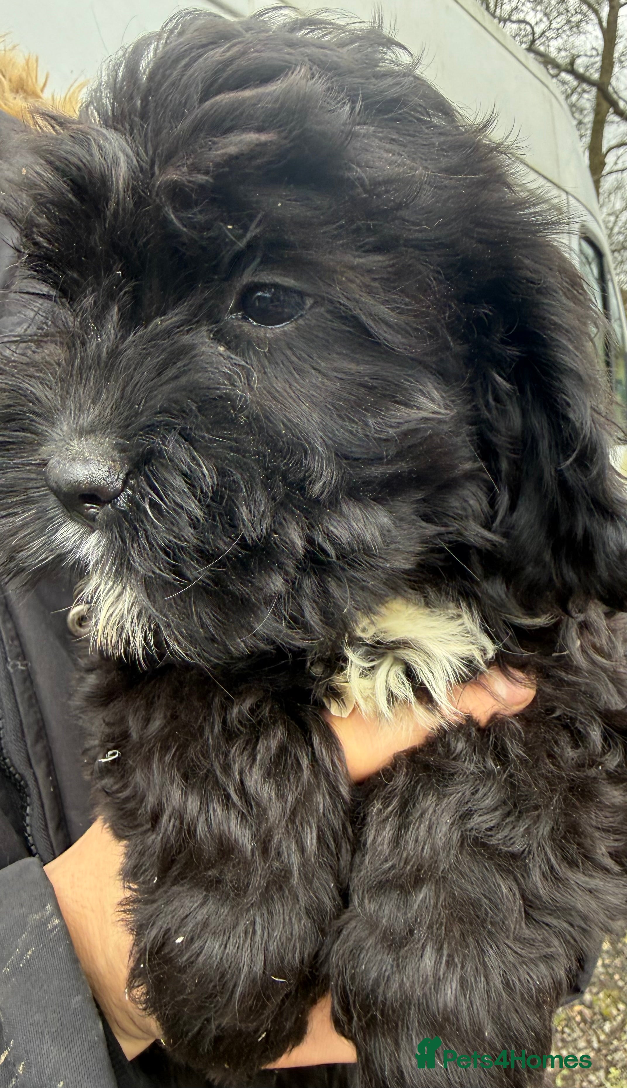 Mixed Breed dogs Cute Cavapoo puppy’s black/white  - Advert 1