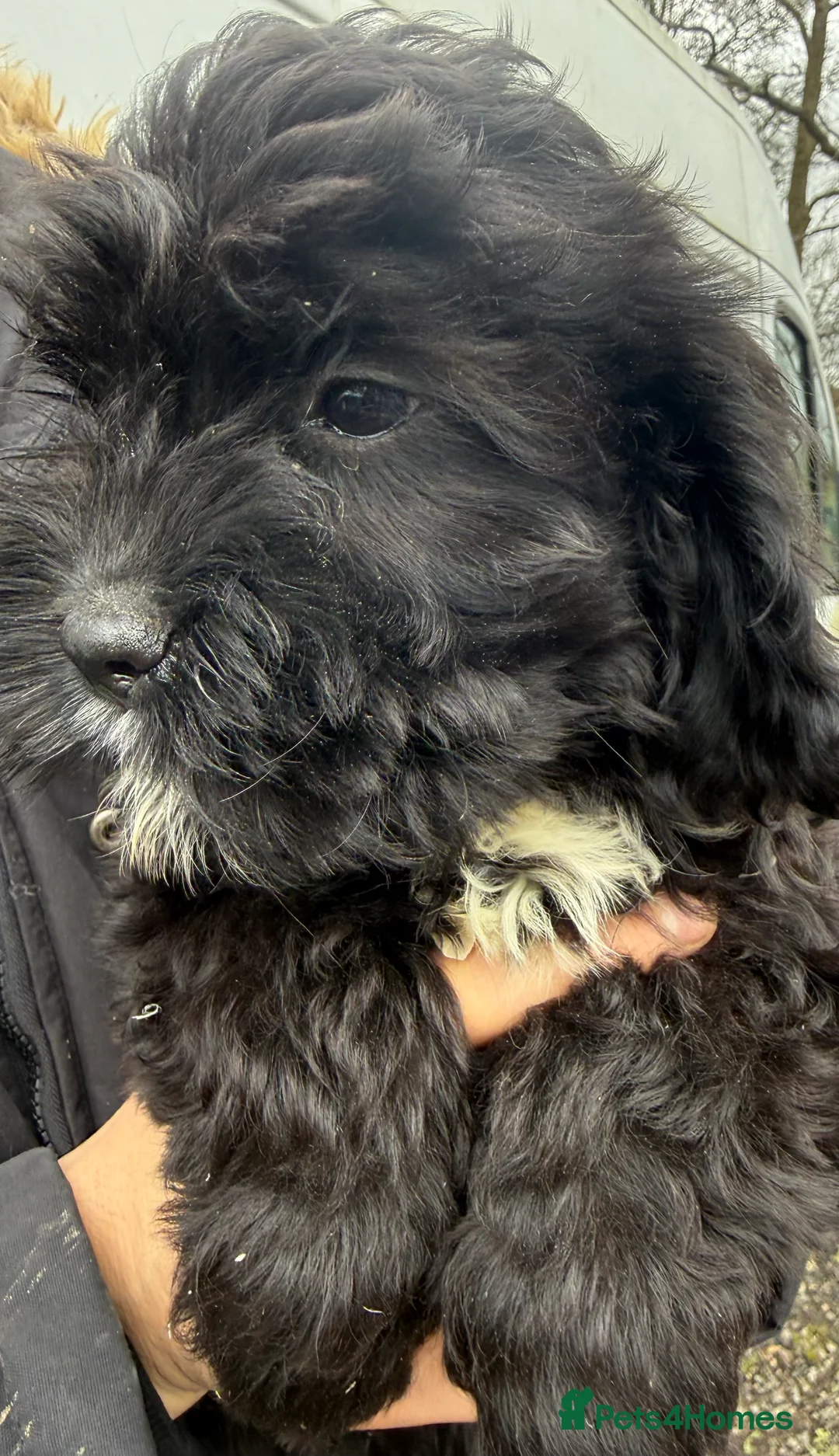 Mixed Breed dogs for sale:  3 lovely black cavapoos remaining all boy's - Advert 1