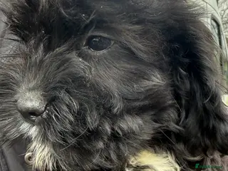 Mixed Breed dogs Cute Cavapoo puppy’s black/white - Advert 1