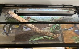 Gecko reptiles for sale: Crested Gecko and set up - Image 6