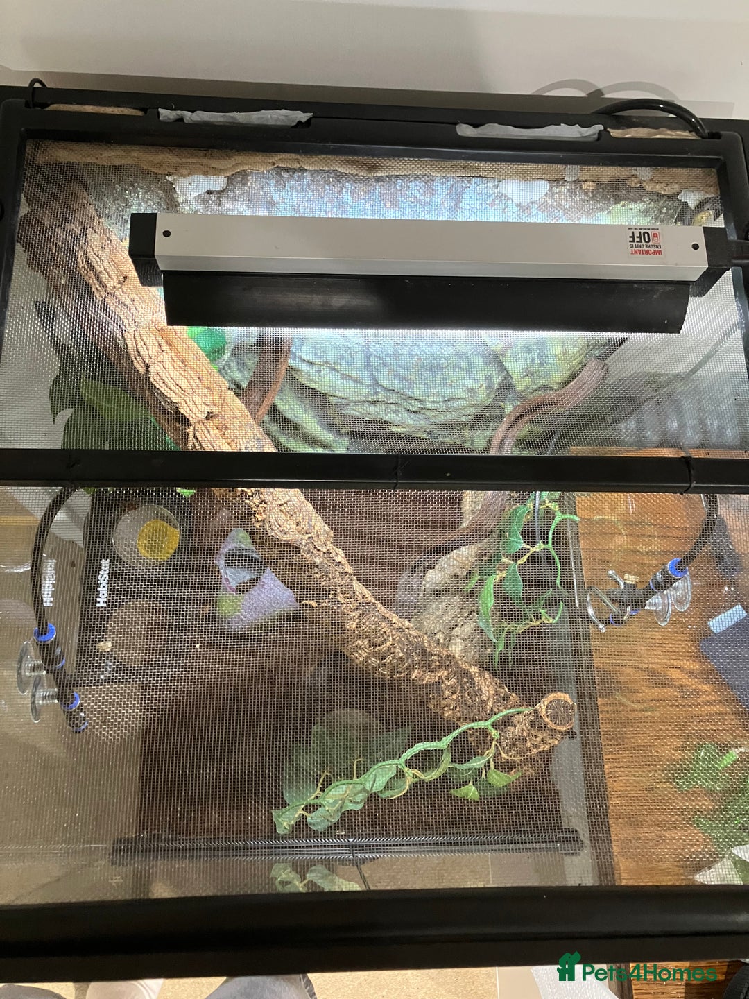 Gecko reptiles for sale: Crested Gecko and set up - Image 6