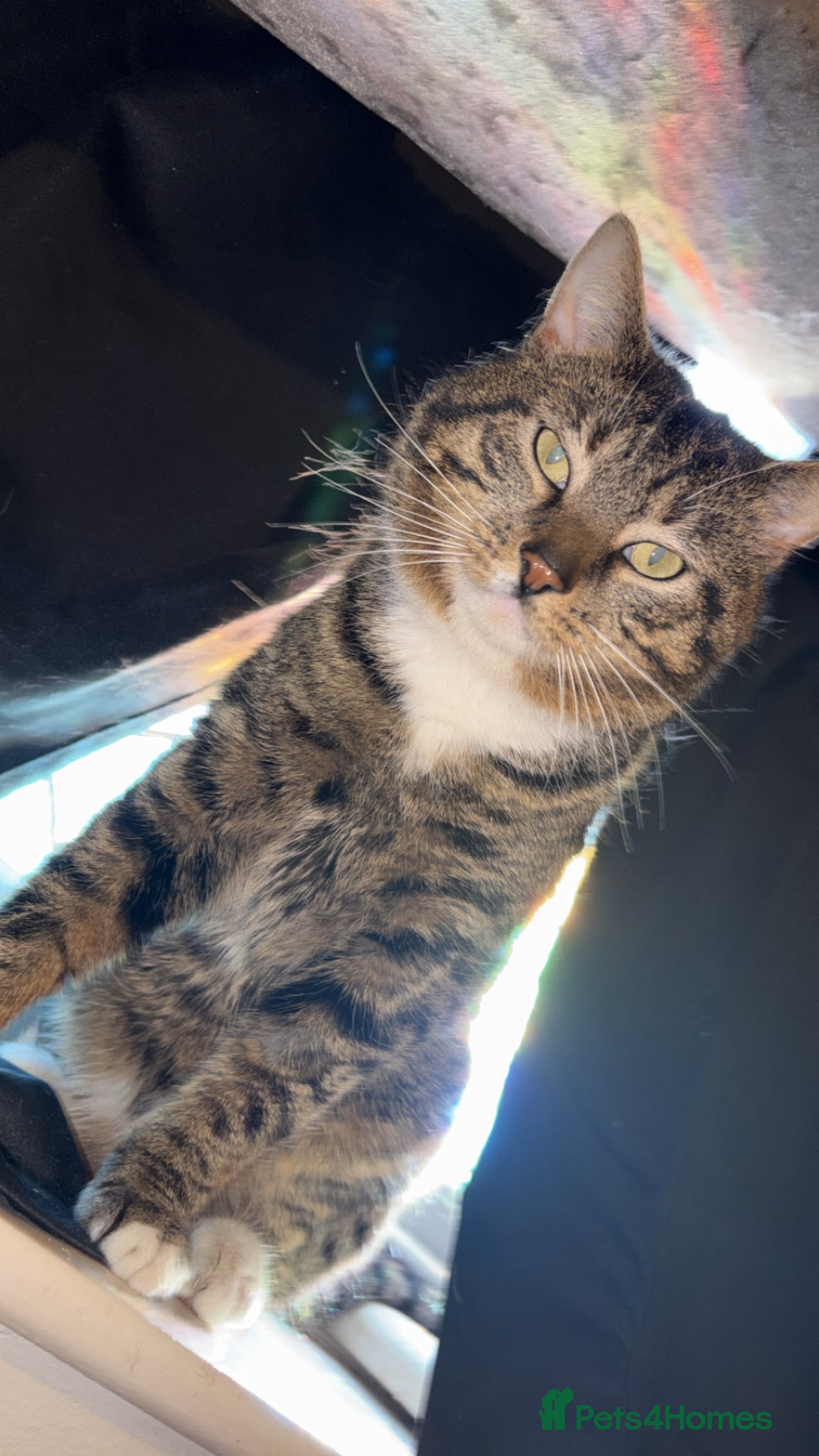 Mixed Breed cats for sale: Cats 🧡 - Advert 1