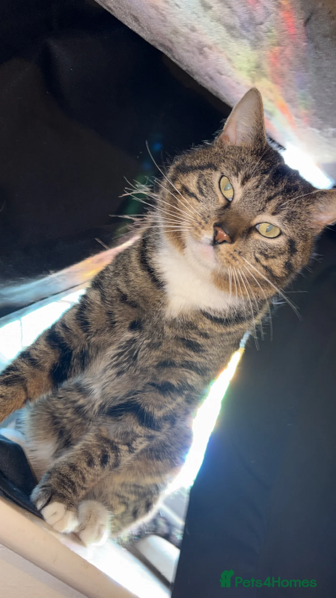 Mixed Breed cats for sale: Cats 🧡 - Advert 1