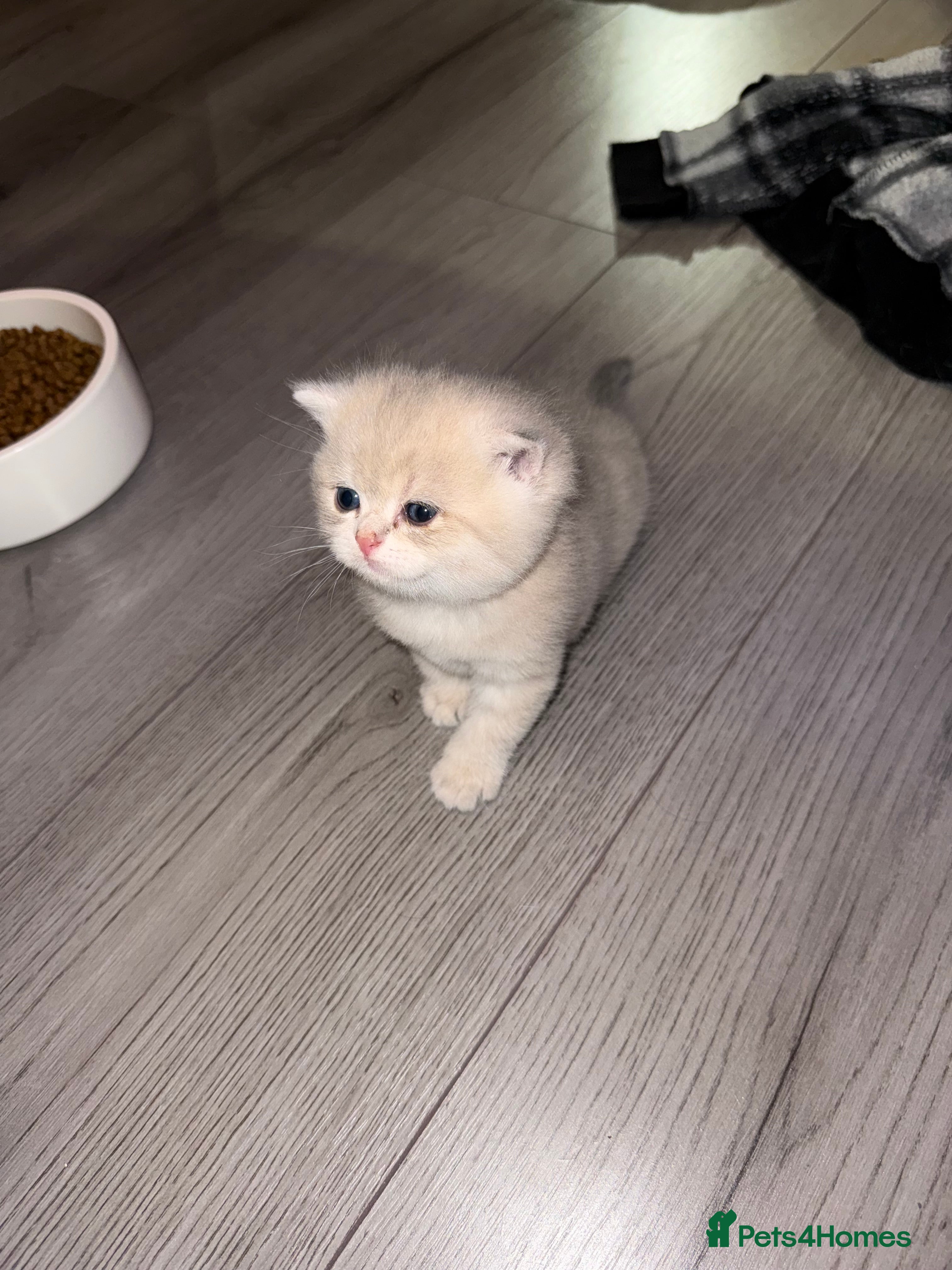 British Shorthair cats British shorthair silver tipped - Advert 9