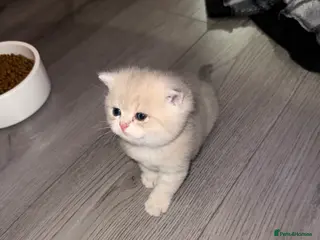 British Shorthair cats British shorthair silver tipped - Advert 9