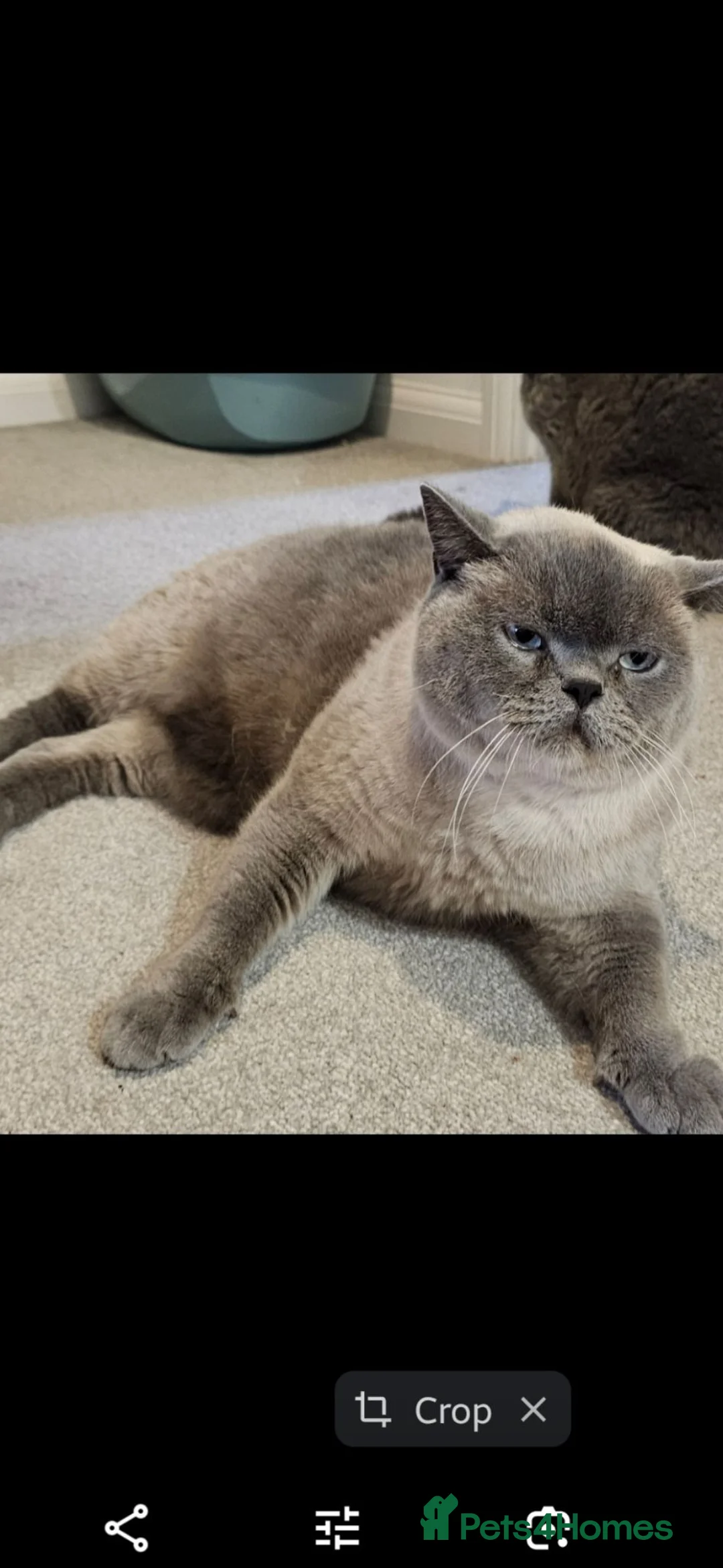 British Shorthair cats for sale: Male British Short hair  - Advert 5