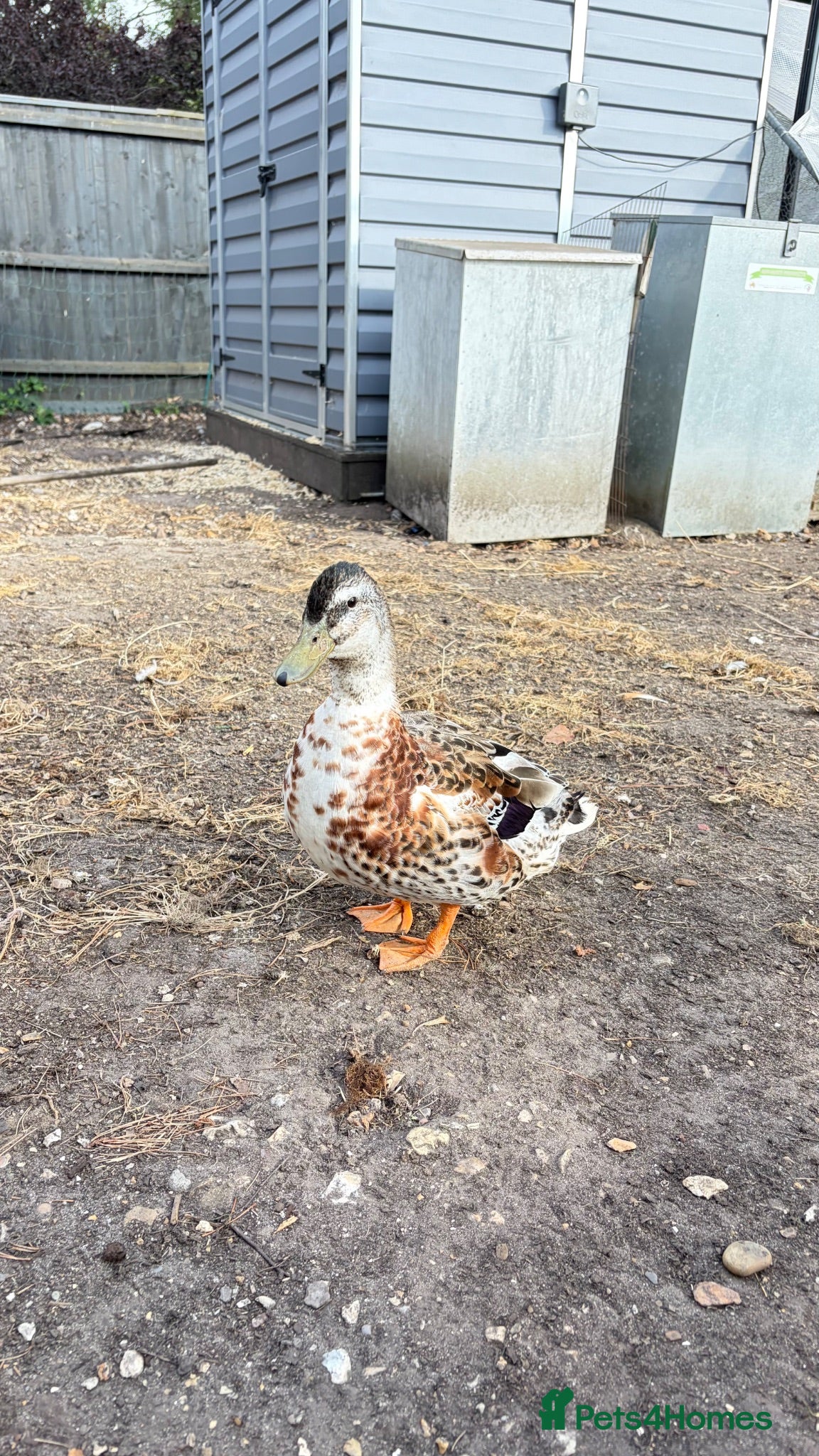 Ducks poultry Silver Appleyard Drake duck  - Advert 1