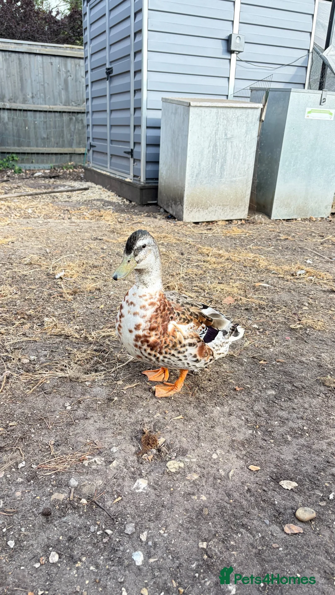 Ducks poultry for sale: Silver Appleyard Drake duck  - Advert 1