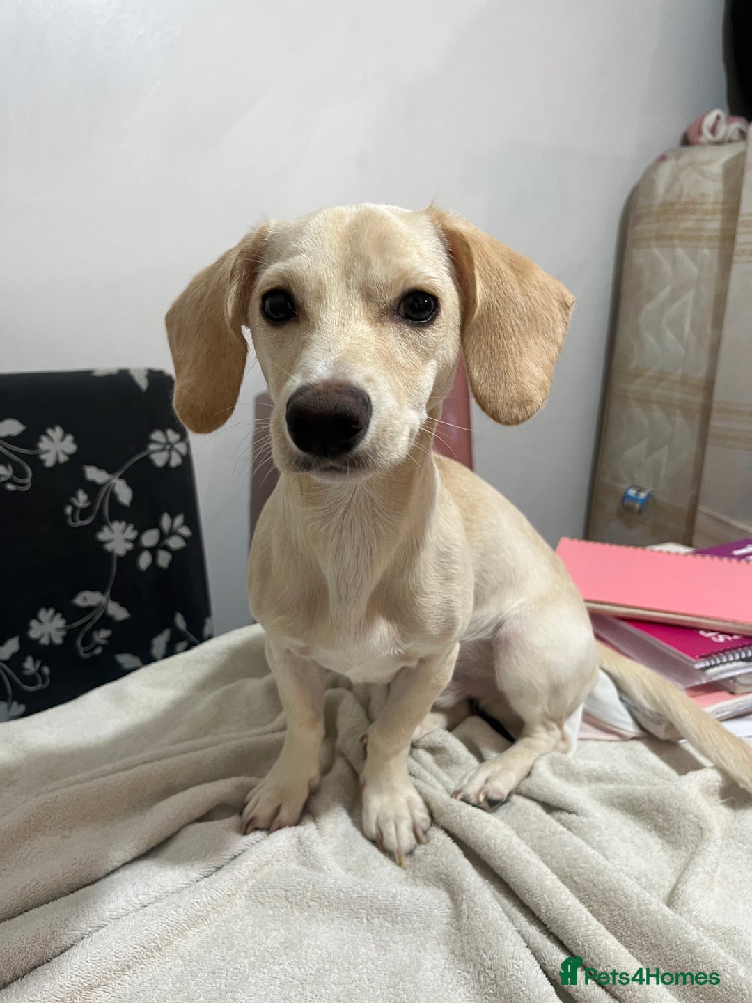 Mixed Breed dogs for sale: Adorable 7 months mini dachshund puppy! 🐶 - Advert 12