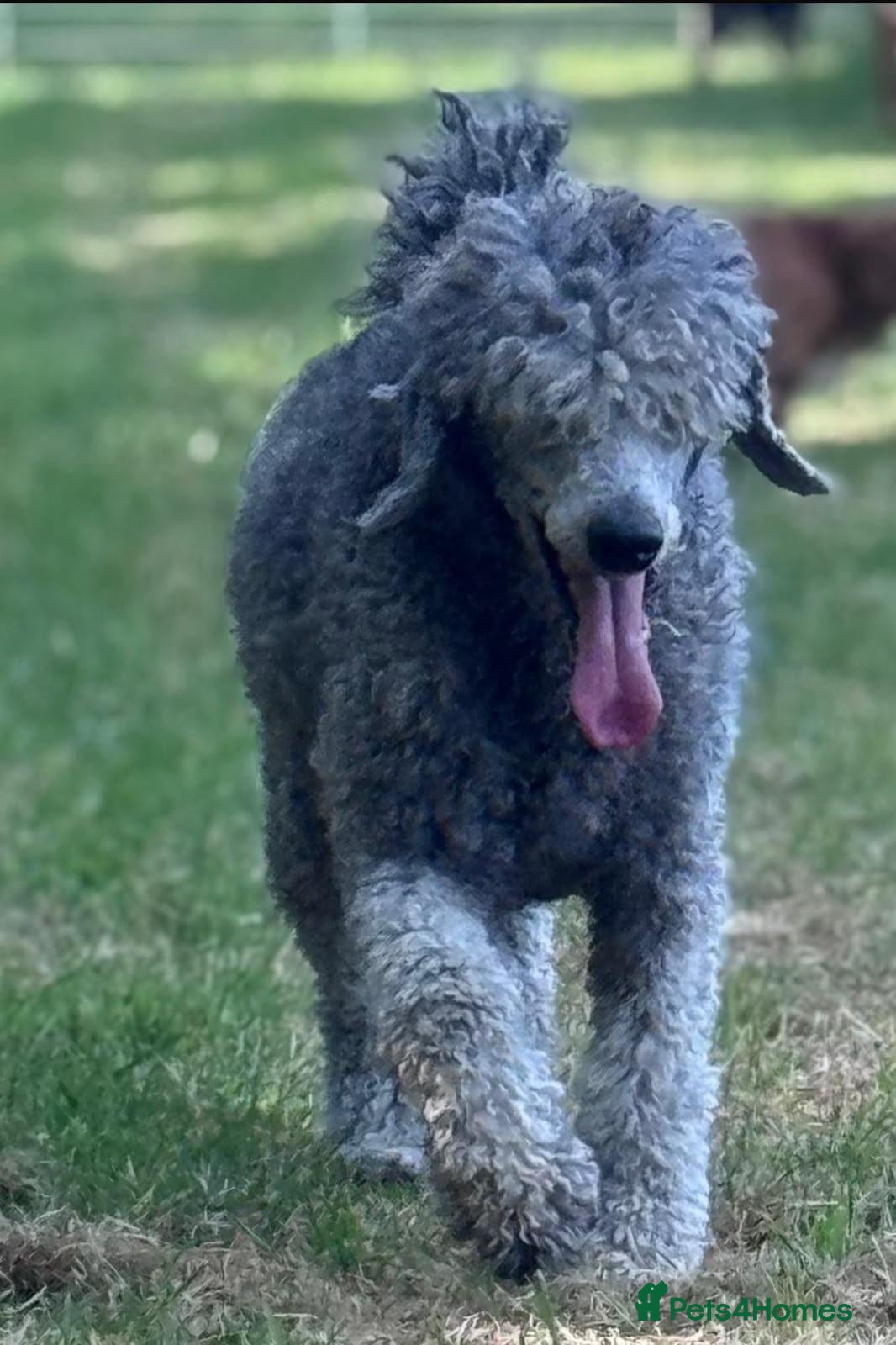 Standard Poodle dogs RKC Reg STANDARD POODLE ADULT FEMALE SPAYED  - Advert 2