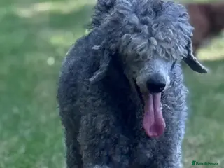 Standard Poodle dogs RKC Reg STANDARD POODLE ADULT FEMALE SPAYED - Advert 2