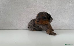 Cockapoo dogs for sale: F2 Cockapoo puppies for sale  - Image 9