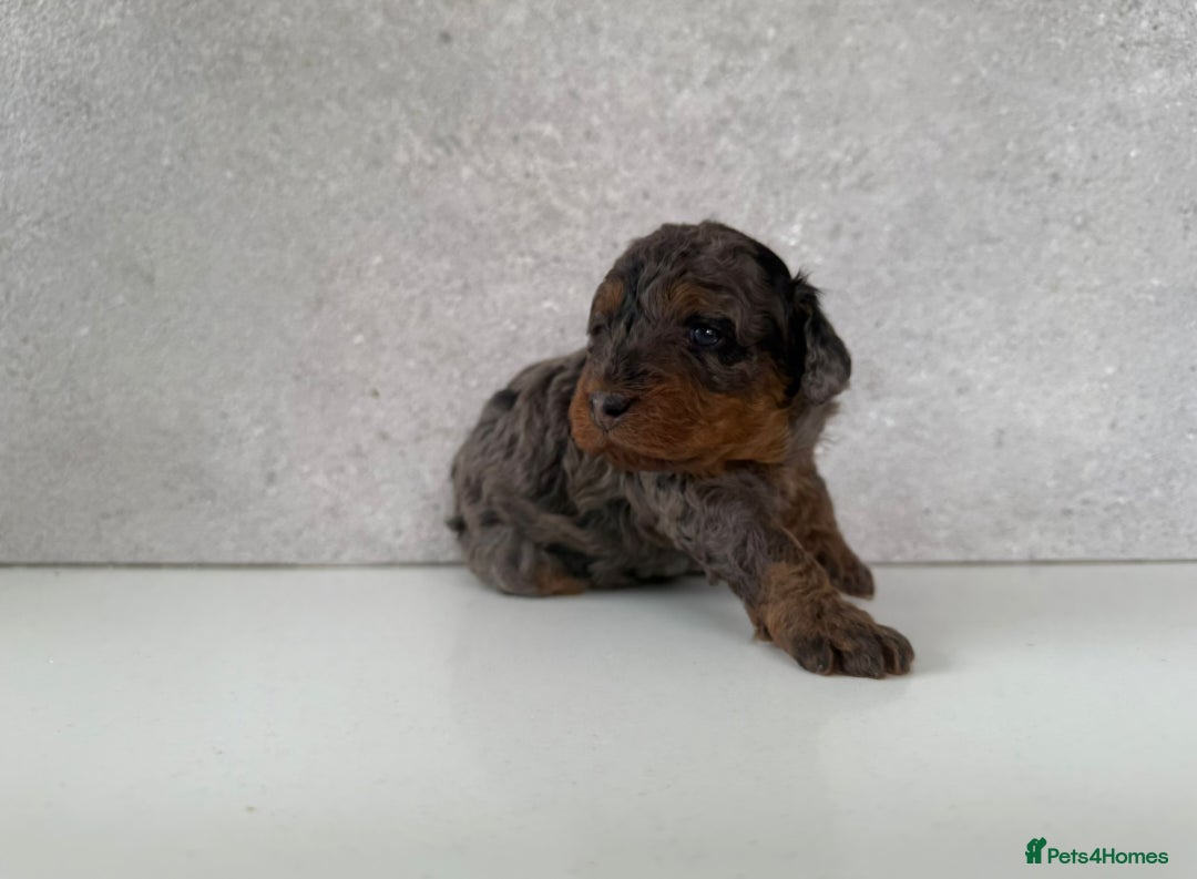 Cockapoo dogs for sale: F2 Cockapoo puppies for sale  - Image 9