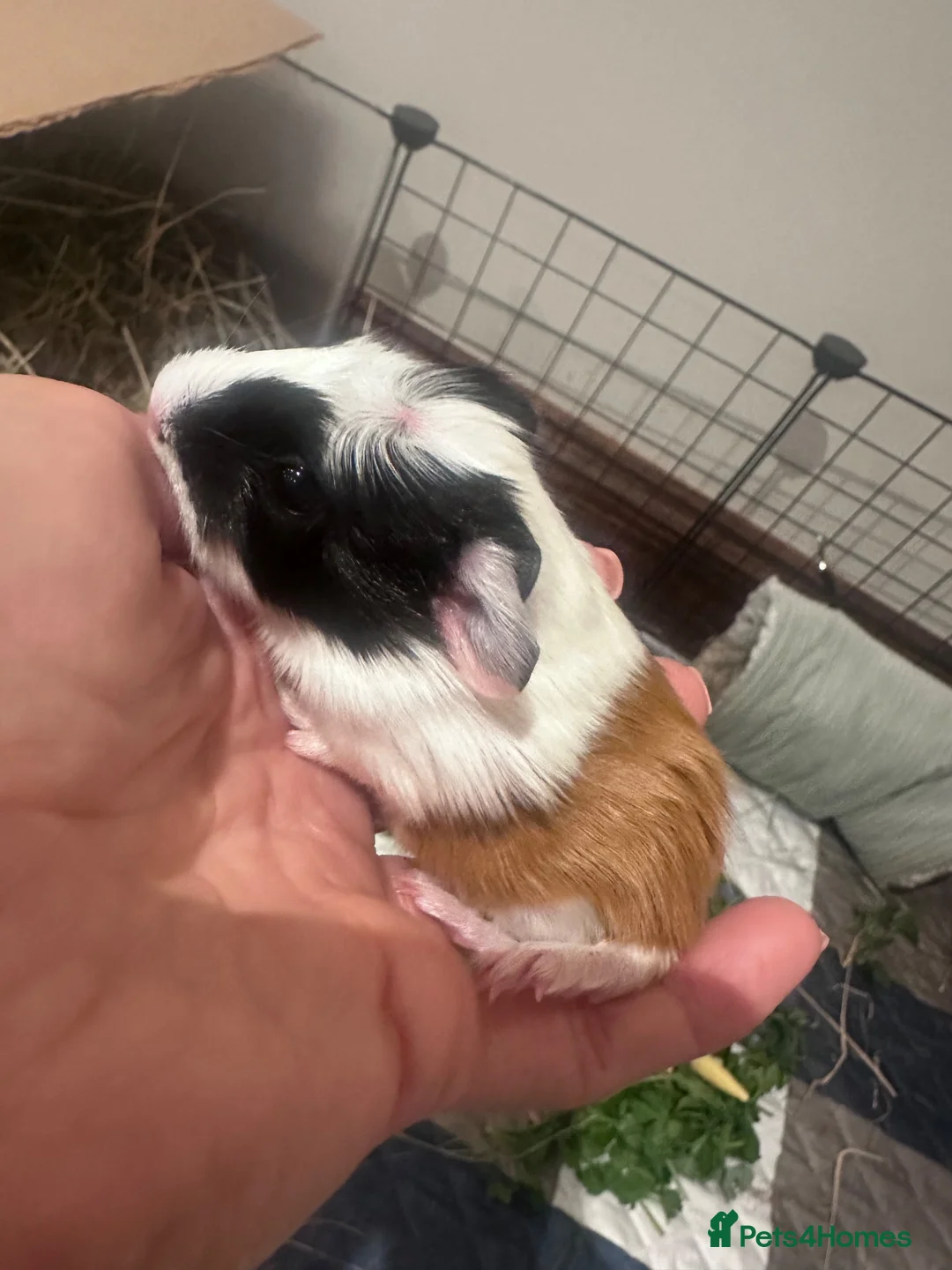 Guinea Pig rodents for sale: TWO FEMALE GUINEA PIG BABIES - Advert 2