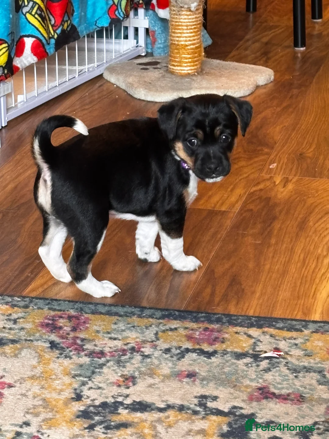 Mixed Breed dogs for sale: Jug puppies  in Dundee - Advert 2