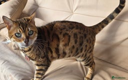 Bengal cats for sale: BENGAL FEMALES 6YRS OLD - Image 2