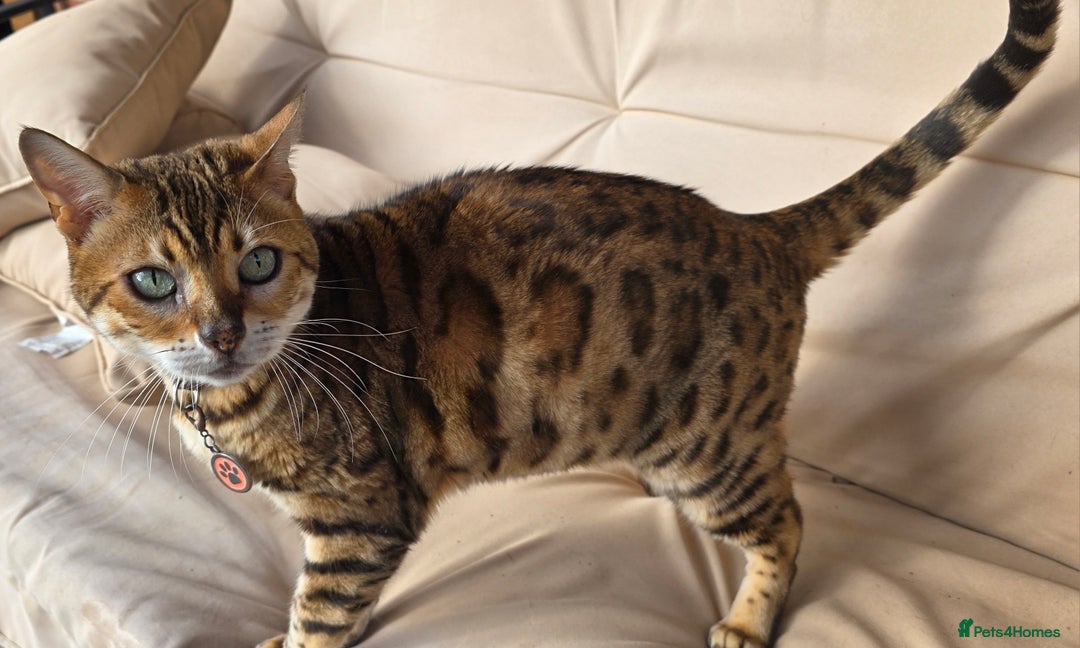 Bengal cats for sale: BENGAL FEMALES 6YRS OLD - Image 2