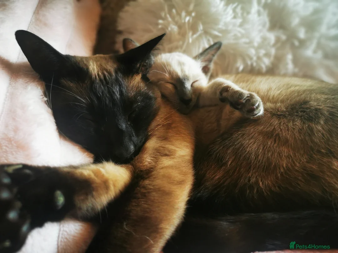 Siamese cats for sale: Blue point siamese female kitten - Advert 6