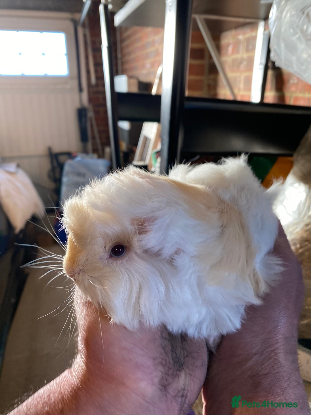 Guinea Pig rodents for sale: Peruvian Guinea pigs  - Advert 3