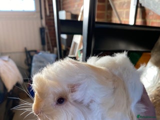 Guinea Pig rodents Peruvian Guinea pigs - Advert 4