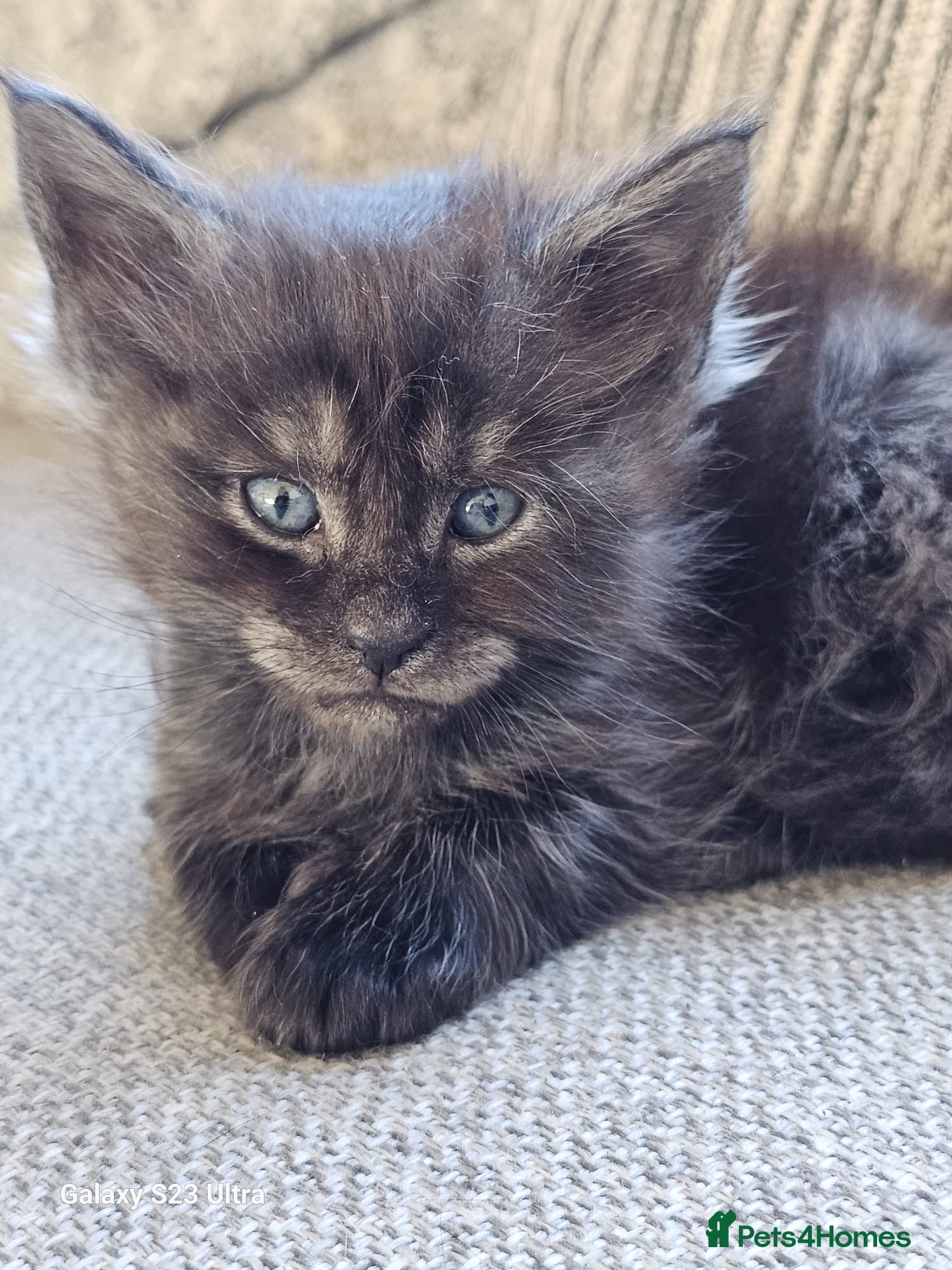 Maine Coon cats Maine coon babies 😻 - Advert 11