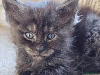 Maine Coon cats Maine coon babies 😻 - Advert 11