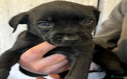 Mixed Breed dogs for sale: Staffador Puppies for sale - Advert 3