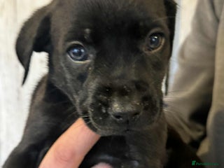 Mixed Breed dogs - Advert 14