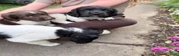 English Springer Spaniel dogs for sale: English Springer Spaniel Boys in Great Yarmouth - Advert 7