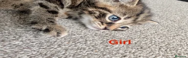 Bengal pattern girl