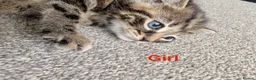 Mixed Breed cats for sale: Scottish straight, turquoise shell adorable 🥰  - Advert 4