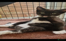 Mixed Breed cats for sale: Kittens 🐈‍⬛ - Image 13