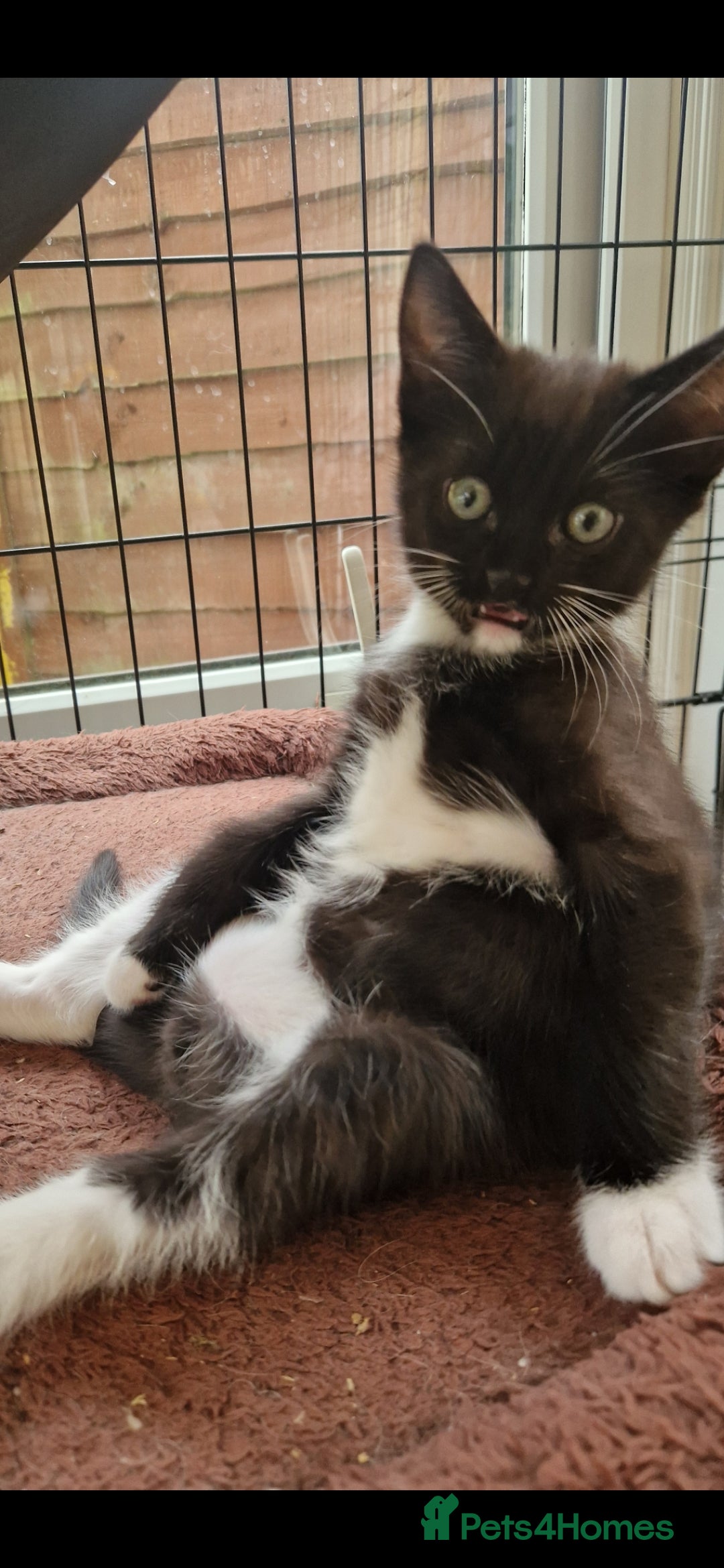 Mixed Breed cats for sale: Kittens 🐈‍⬛ - Image 13