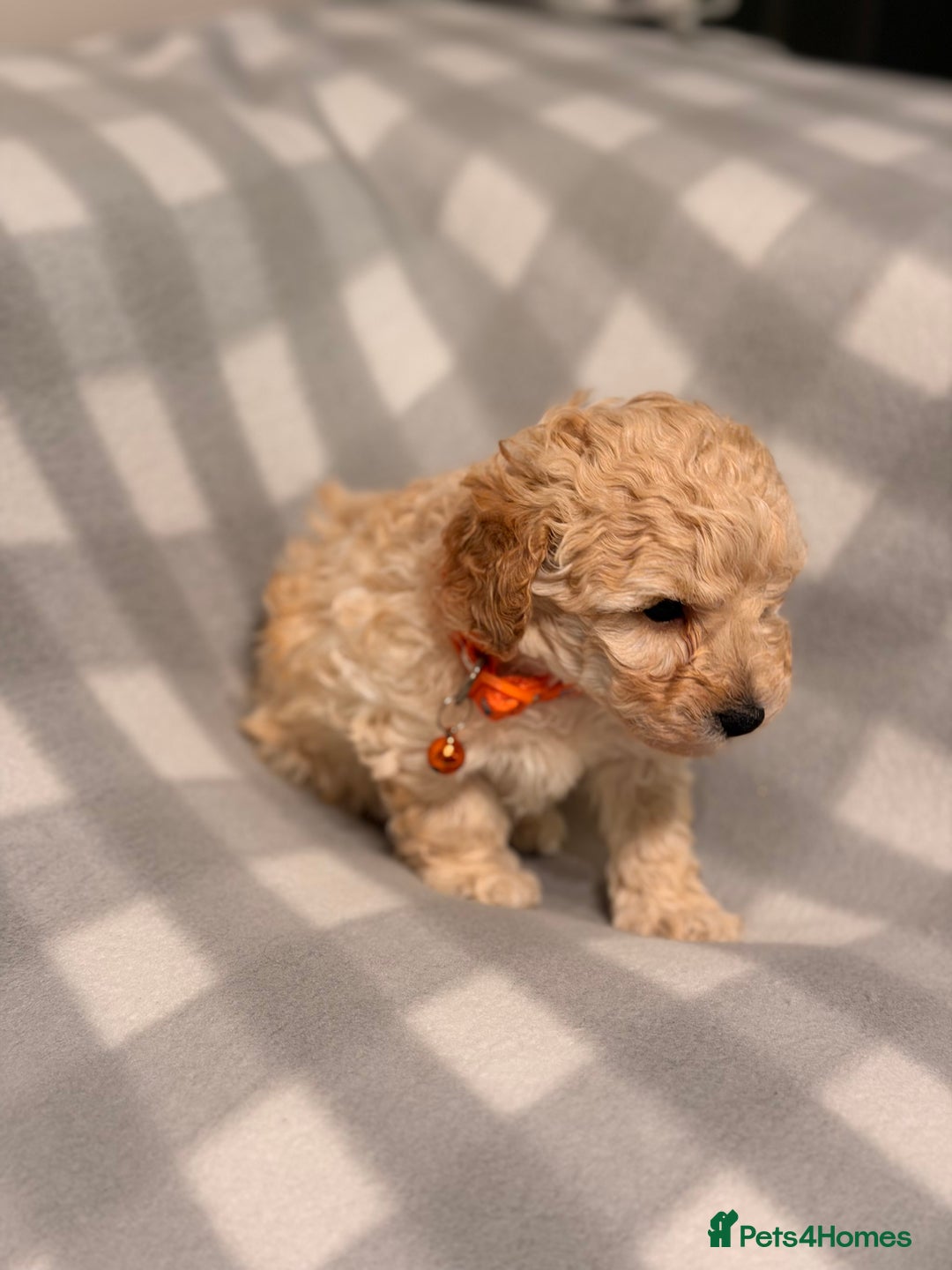 Cavapoochon dogs for sale: Cavapoochon Puppies Available From 12th January - Advert 10