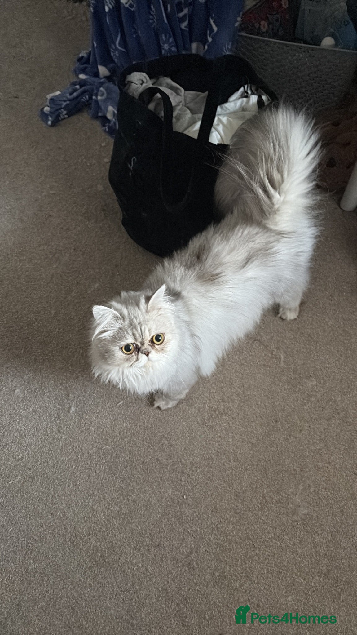 Persian cats Rover (male) - Advert 1