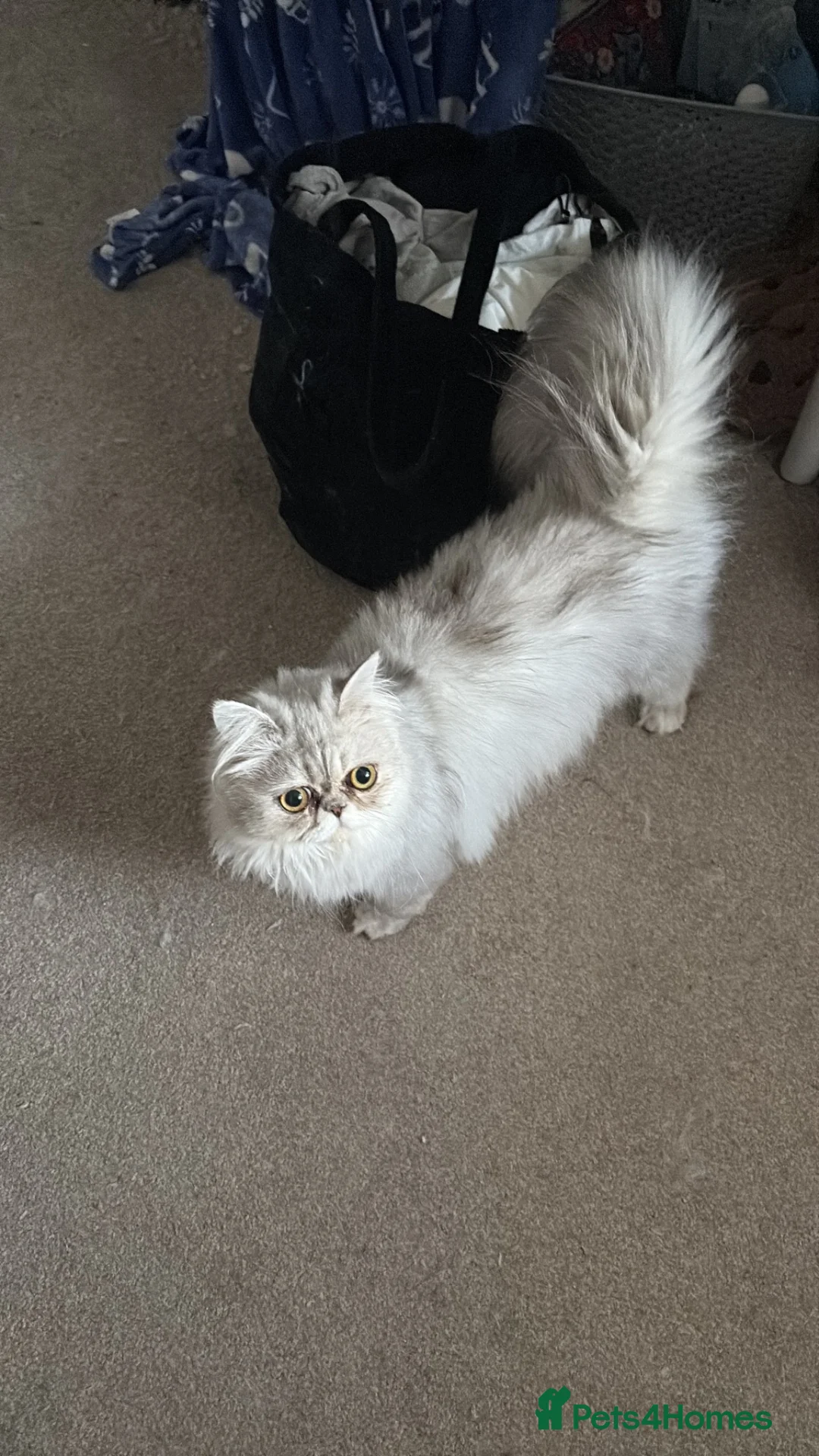 Persian cats for sale: Rover (male) - Advert 1
