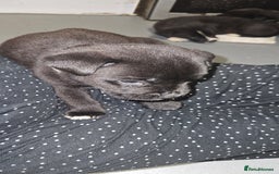 Mixed Breed dogs for sale: Huge American akita x cane corso pups - Advert 32