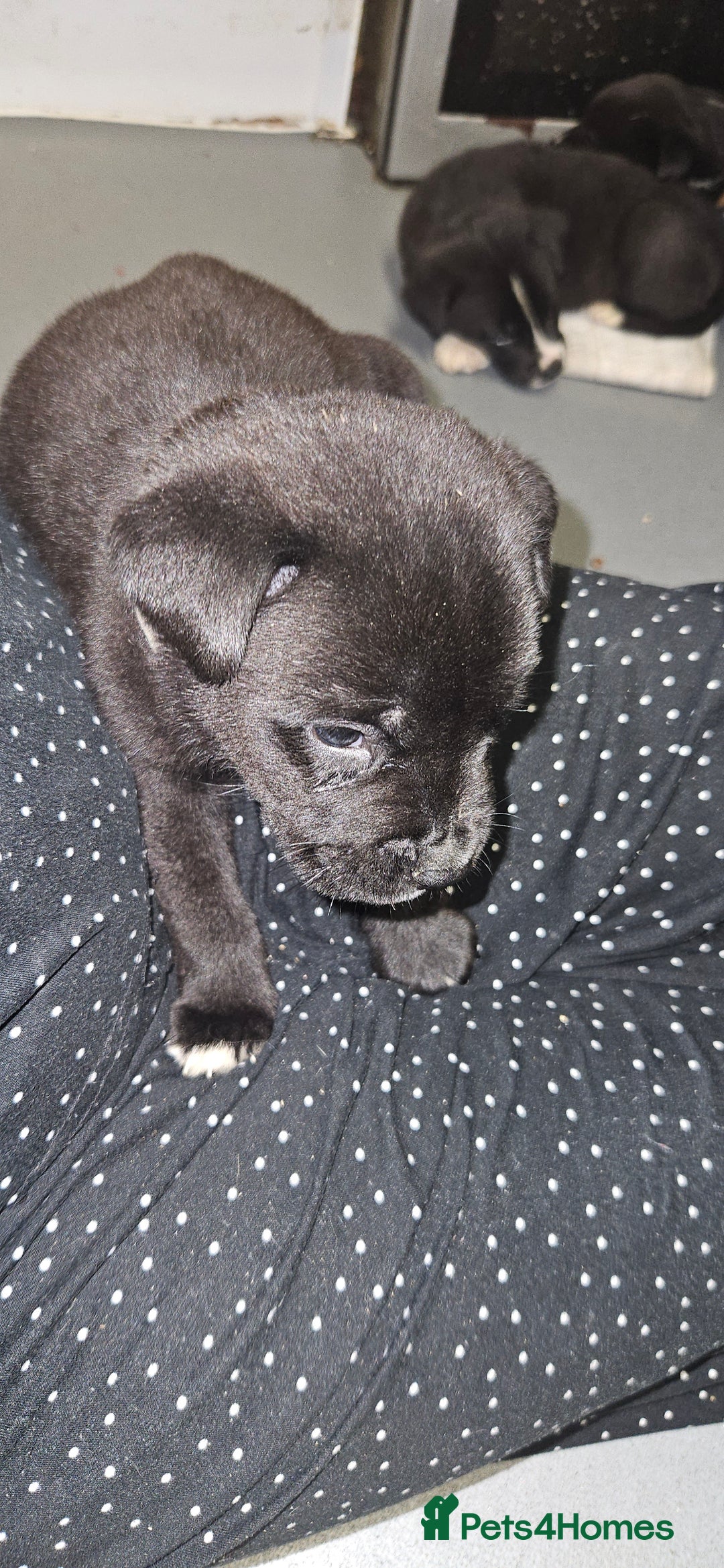 Mixed Breed dogs for sale: Huge American akita x cane corso pups - Advert 32