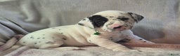 Dalmatian dogs for sale: Beautiful KC Reg LUA Dalmatian Pups - Advert 4