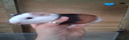 Guinea Pig rodents for sale: 10 Baby boy guinea pigs for sale - Advert 10
