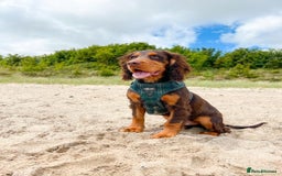Cocker Spaniel dogs for stud: 🐾 Proven Stud - Healthy Working Cocker Spaniel 🐾 - Image 5