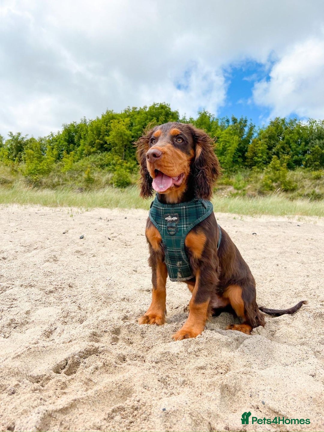 Cocker Spaniel dogs for stud: 🐾 Proven Stud - Healthy Working Cocker Spaniel 🐾 - Image 5