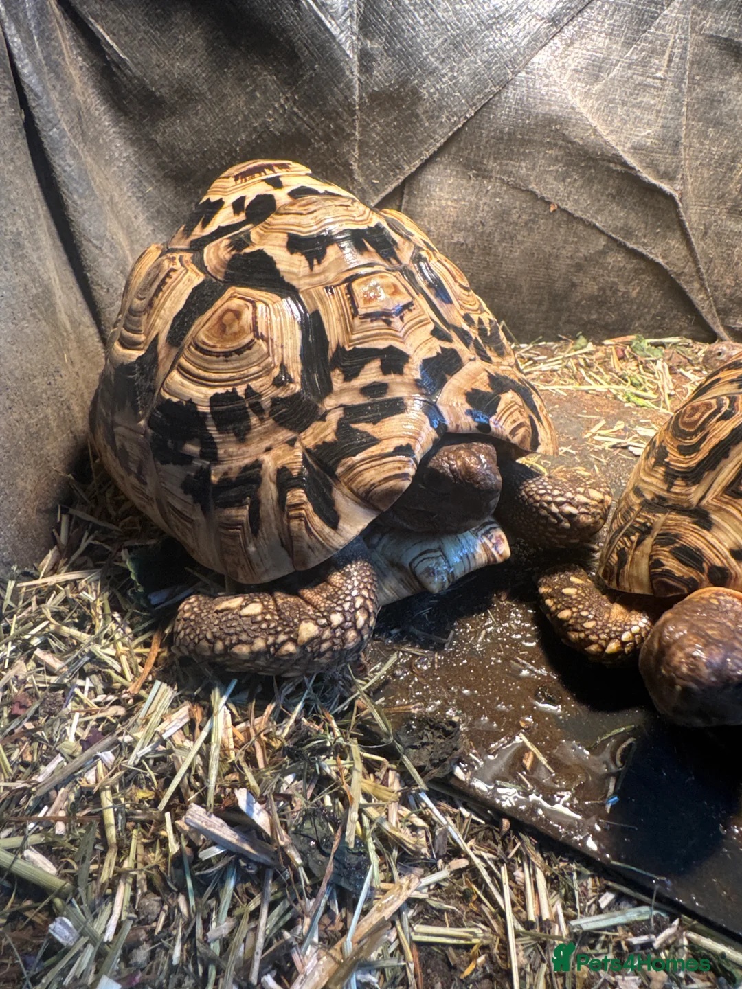 Tortoise reptiles for sale: 3 tortoise and set up  in Nuneaton - Advert 2