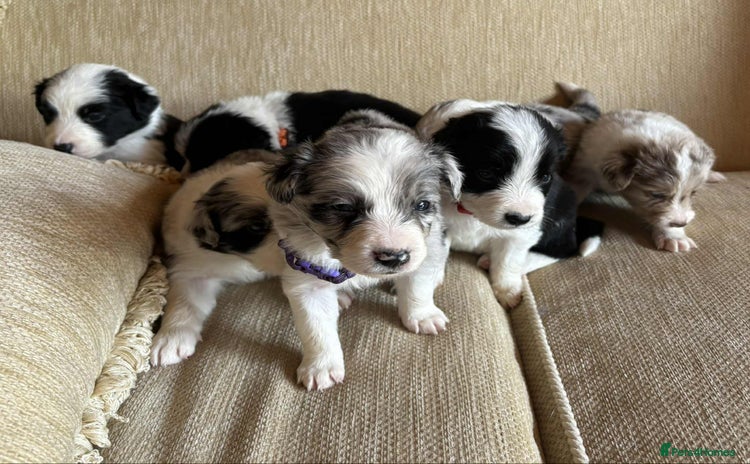 Border Collie dogs - Advert 3