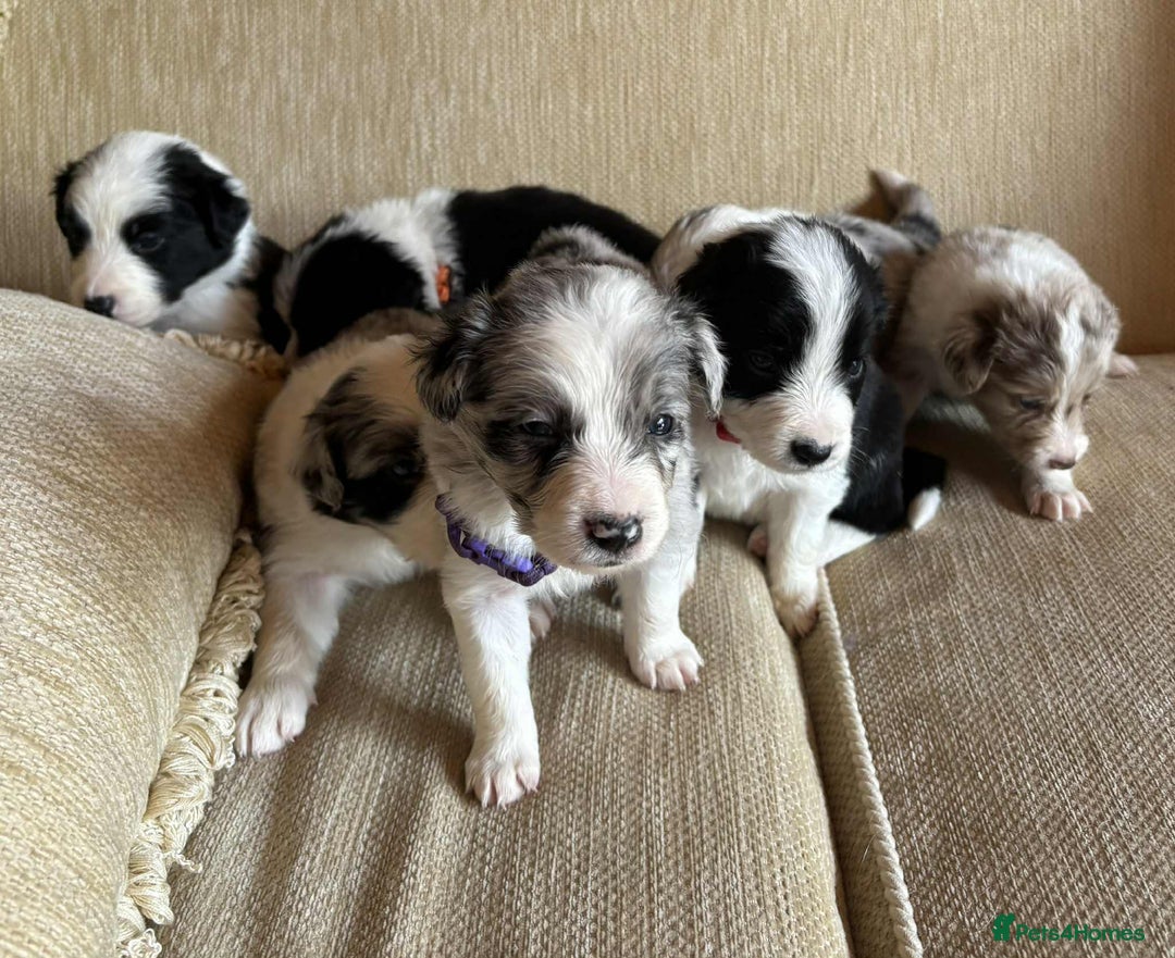 Border Collie dogs for sale: Stunning Border Collie Puppies - Image 1